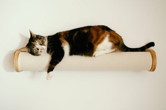 Diseño ergonómico de espacios para gatos: claves científicas para una gatificación consciente