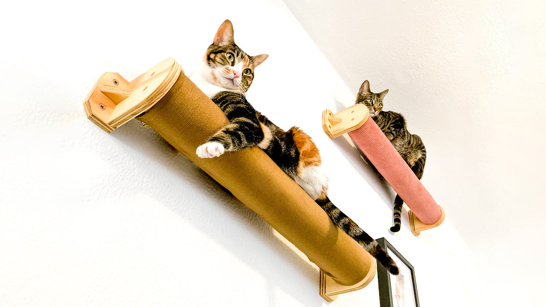 Gatos descansando sobre Rulos Cleo - Parque de pared para gatos - Gatificación vertical - Gatifica