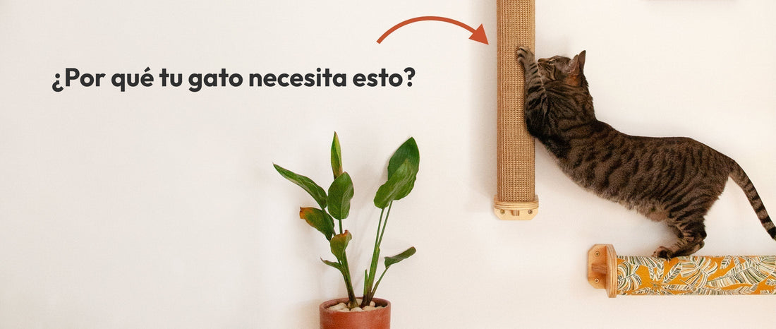 El estiramiento vertical: por qué tu gato necesita "alargarse" cada día