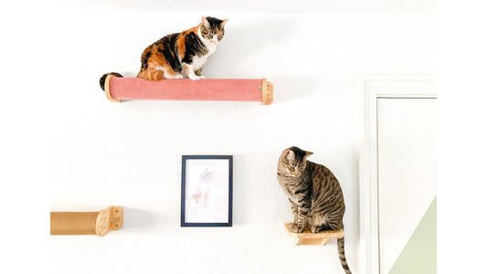 Parque de pared para gatos - Gatificación vertical - Gatifica
