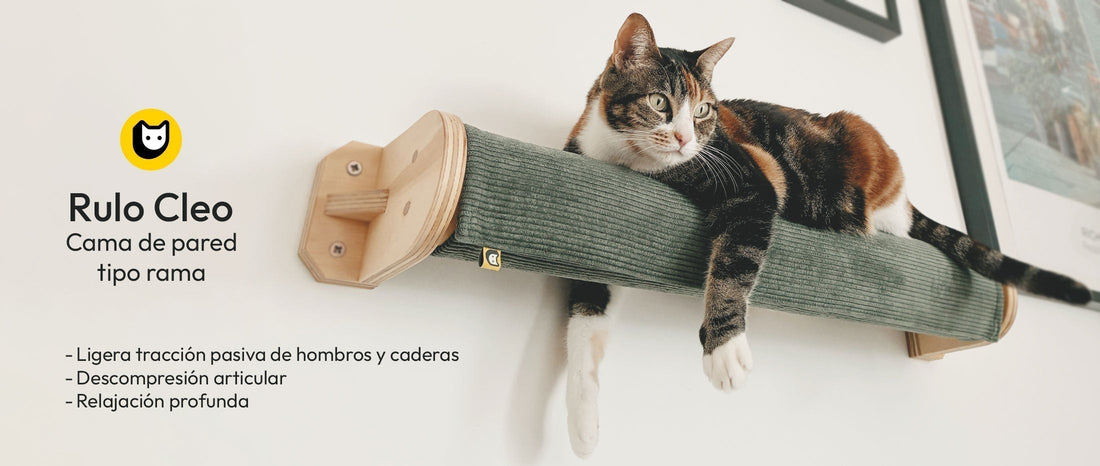 La postura de “pantera” en gatos: biomecánica, descompresión articular y descanso en altura