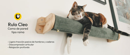 La postura de “pantera” en gatos: biomecánica, descompresión articular y descanso en altura