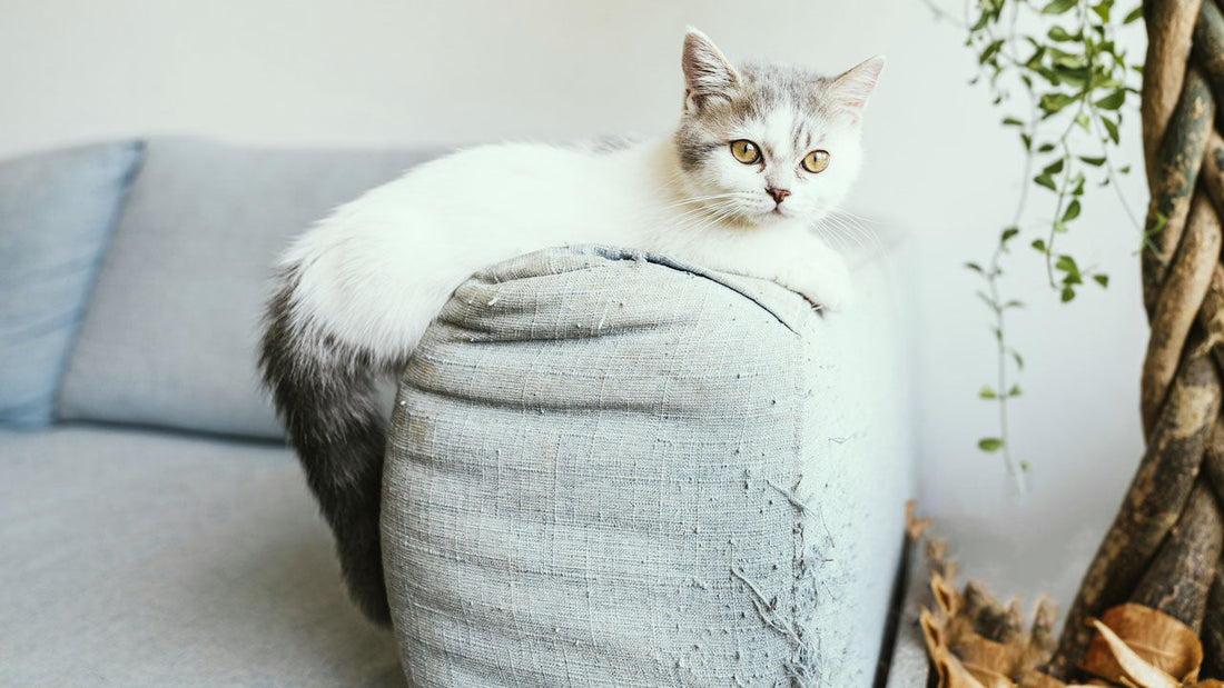 Cómo evitar que tu gato arañe el sofá (y cómo ayudarle)