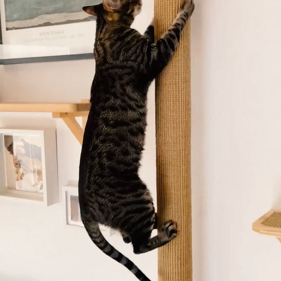 Rulo Jirafa - árbol para gatos Gatifica - Vídeo que muestra un gato trepando por él hasta subir hasta la cima y salta al escalón Pi de al lado.