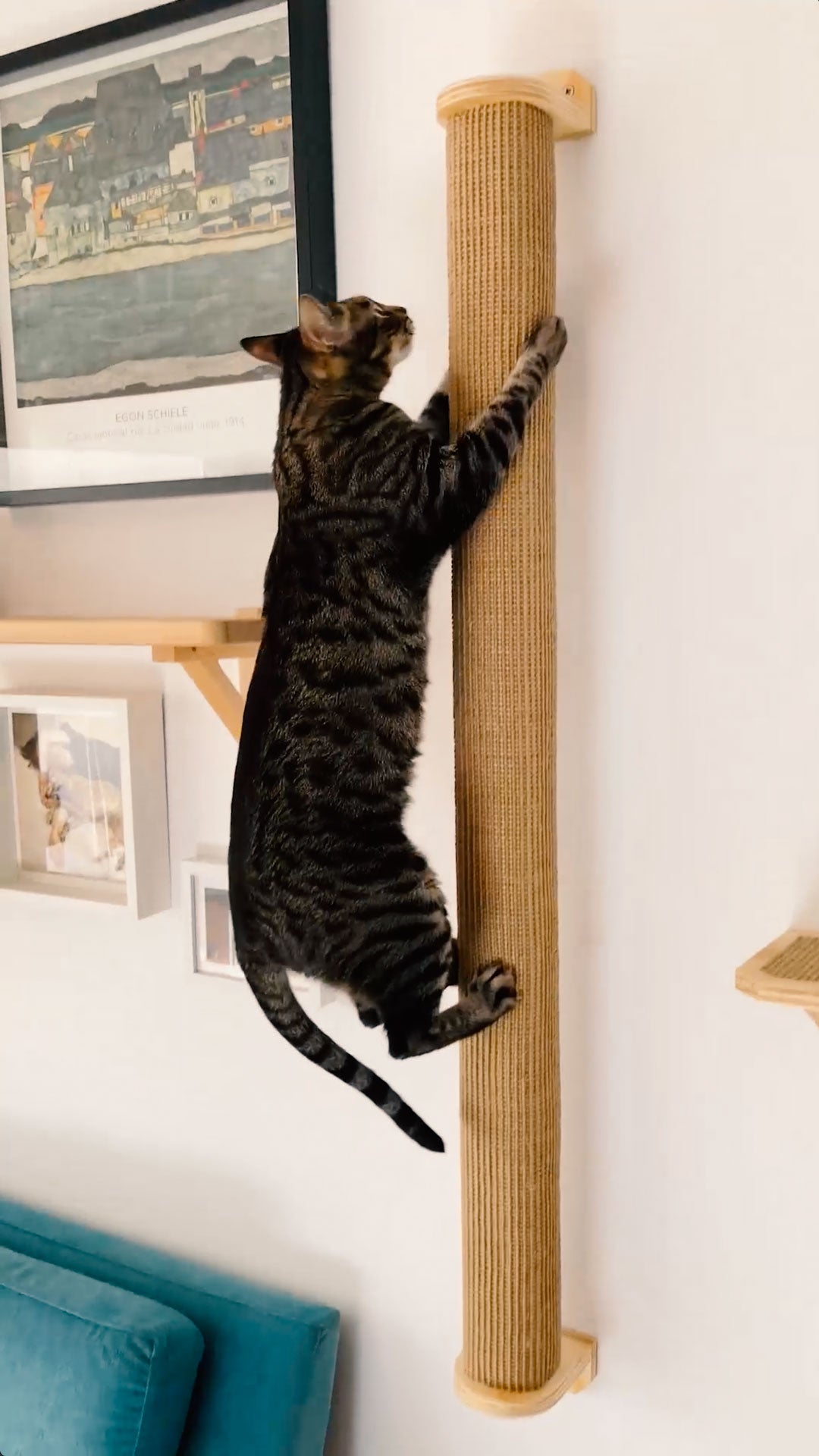 Rulo Jirafa - árbol para gatos Gatifica - Vídeo que muestra un gato trepando por él hasta subir hasta la cima y salta al escalón Pi de al lado.