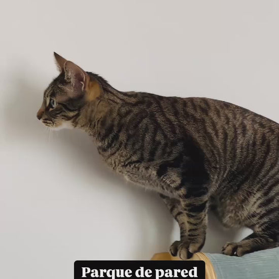 Parque de pared para gatos hecho a mano por Gatifica - Gatificación vertical con ahorro